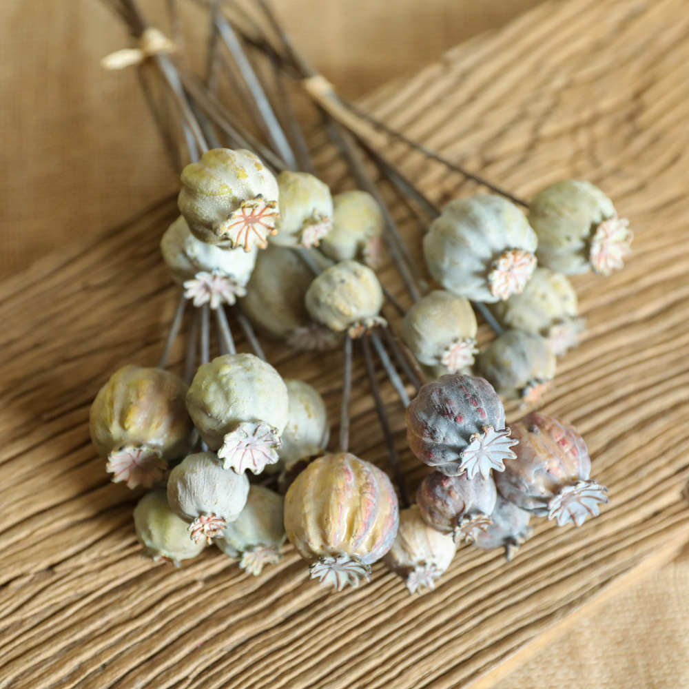 6Heads Poppies Fruit Dried Flo - Dried Fruit Mix ulasan dan harga