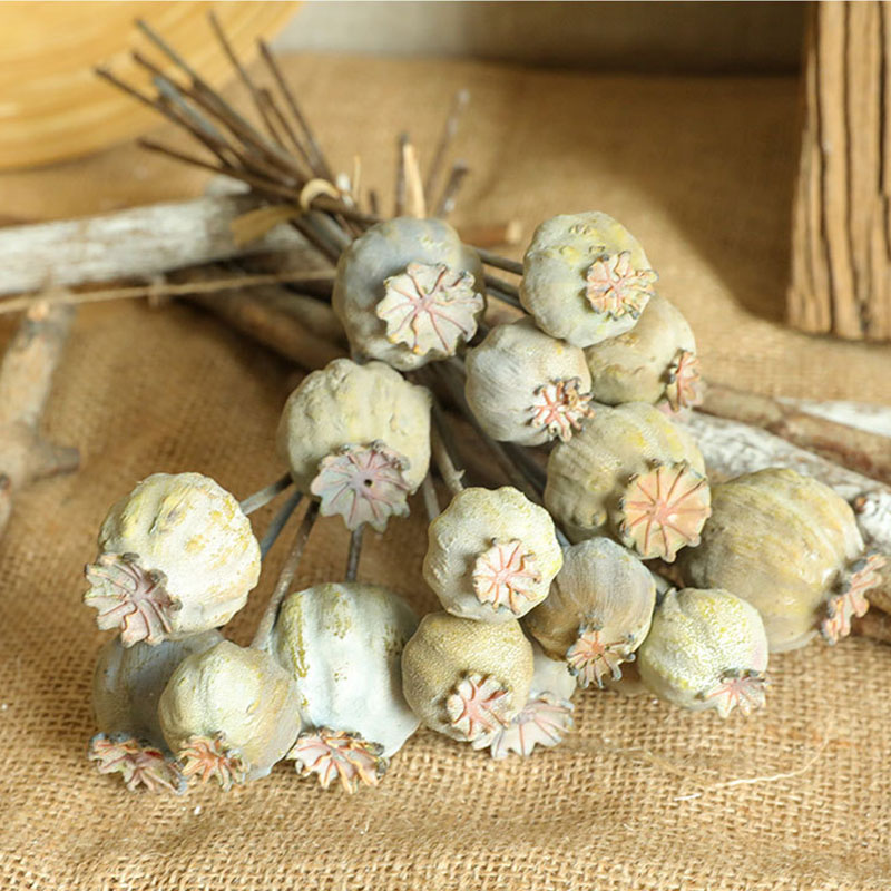 6Heads Poppies Fruit Dried Flo - Dried Fruit Mix ulasan dan harga