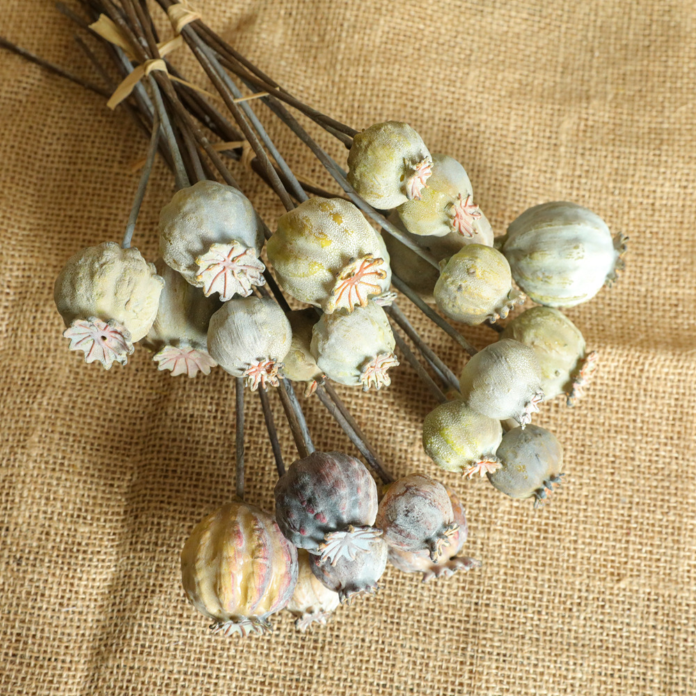 6Heads Poppies Fruit Dried Flo - Dried Fruit Mix ulasan dan harga