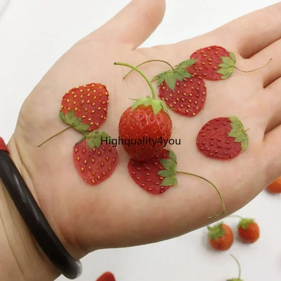 10pcs Dried Pressed Mini Fruit - Dried Fruit Mix ulasan dan harga